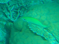 Chromis viridis