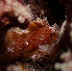 Taenianotus triacanthus