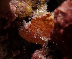 Taenianotus triacanthus