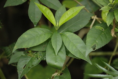Hydrangea chinensis
