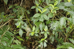 Hydrangea chinensis