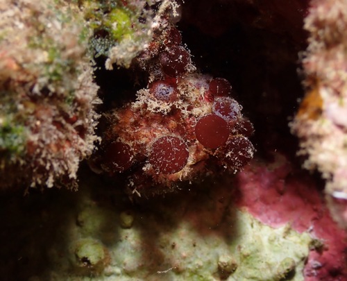 Botryocladia observed 2022-09-25
