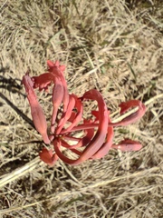 Cyrtanthus contractus