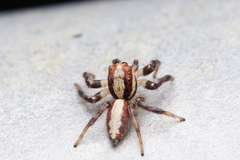 Cytaea alburna