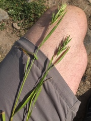 Bromus scoparius