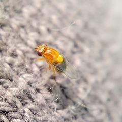 Thaumatomyia