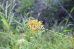 Cyperus strigosus