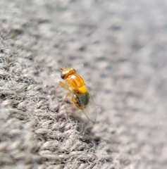 Thaumatomyia