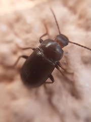 Nalassus dermestoides