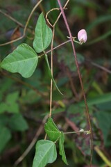 Strophostyles helvola