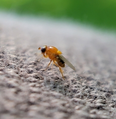 Thaumatomyia