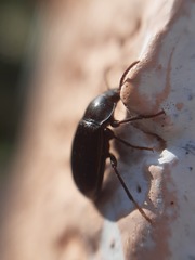 Nalassus dermestoides