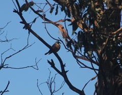 Pachycephala rufiventris