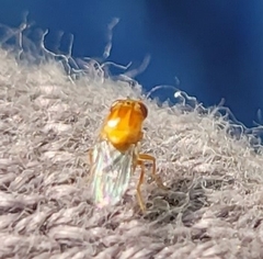 Thaumatomyia