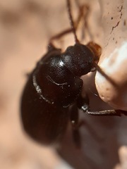 Nalassus dermestoides