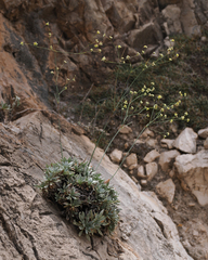 Eriogonum havardii
