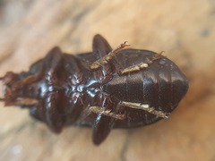 Nalassus dermestoides