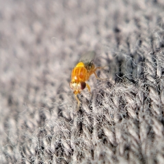 Thaumatomyia
