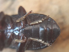 Nalassus dermestoides