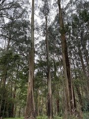 Eucalyptus regnans