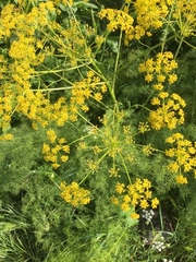 Prangos ferulacea