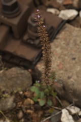 Dracocephalum thymiflorum