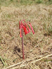Cyrtanthus contractus