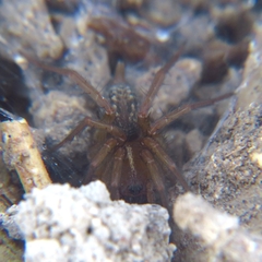 Lycosoides coarctata