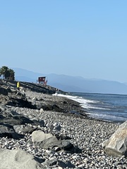 Larus michahellis