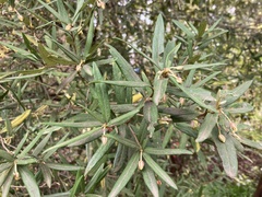 Pittosporum bicolor