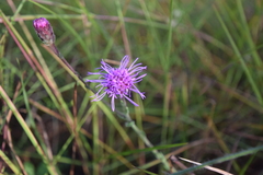 Carphephorus tomentosus