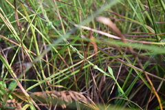 Carphephorus tomentosus