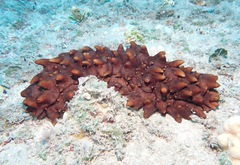 Stichopus pseudohorrens