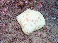 Culcita novaeguineae