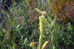 Sarracenia flava