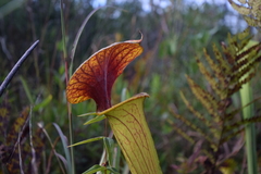 Sarracenia flava