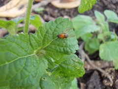 Sapromyza sciomyzina