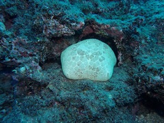 Culcita novaeguineae