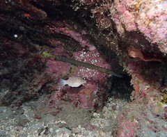 Aulostomus chinensis