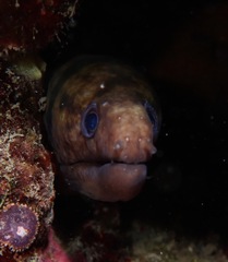 Muraenidae