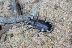 Cicindela scutellaris
