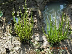 Triglochin scilloides