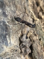 Thrinaconyx
