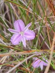 Thysanotus