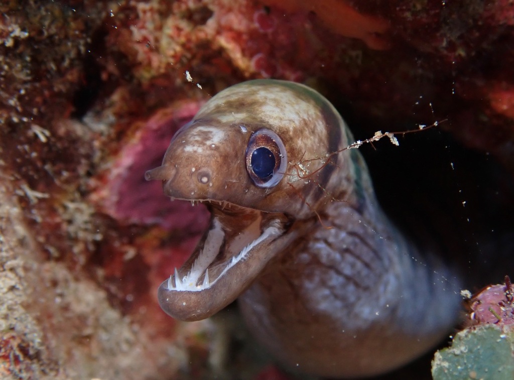 Graceful-Tailed Moray