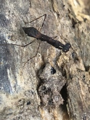 Thrinaconyx