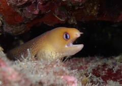 Gymnothorax melatremus