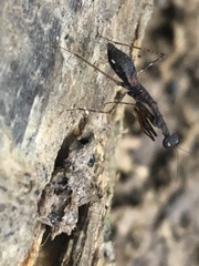 Thrinaconyx