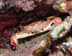 Goniosupradens hawaiensis