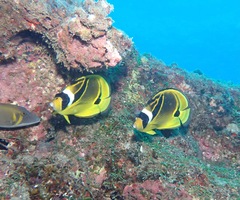 Chaetodon lunula